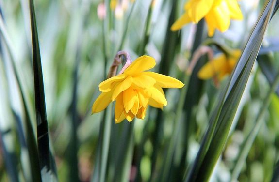 Kellemes, tavaszi idő várható számottevő csapadék nélkül a húsvéti hosszú hétvégén. A képen nárciszok. Kép: Pixabay Kellemes, tavaszi idő várható számottevő csapadék nélkül a húsvéti hosszú hétvégén. A képen nárciszok. Kép: Pixabay