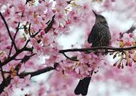 Az előrejelzés szerint, a hétvégén, a legmagasabb nappali hőmérséklet a 20 fokot is meghaladja. Kép forrása: Facebook Az előrejelzés szerint, a hétvégén, a legmagasabb nappali hőmérséklet a 20 fokot is meghaladja. Kép forrása: Facebook