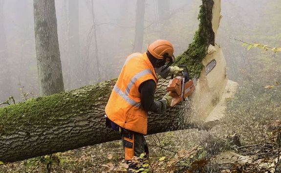 Átalakítják az állami erdőgazdálkodást, hogy az ökológiai szemlélet legyen az irányadó. A kép illusztráció. Kép: DepositPhotos Átalakítják az állami erdőgazdálkodást, hogy az ökológiai szemlélet legyen az irányadó. A kép illusztráció. Kép: DepositPhotos