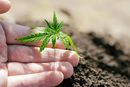 A férfi a külföldről magával hozott, 4 darab kannabisz növényi magot nagybánhegyesi lakóhelyén, cserepekben elültette, a kikelő növényeket szekrényben helyezte el, amelyben a fejlődéshez szükséges feltételeket biztosította. A kép illusztráció. Kép: iStock A férfi a külföldről magával hozott, 4 darab kannabisz növényi magot nagybánhegyesi lakóhelyén, cserepekben elültette, a kikelő növényeket szekrényben helyezte el, amelyben a fejlődéshez szükséges feltételeket biztosította. A kép illusztráció. Kép: iStock