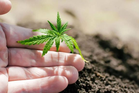 A férfi a külföldről magával hozott, 4 darab kannabisz növényi magot nagybánhegyesi lakóhelyén, cserepekben elültette, a kikelő növényeket szekrényben helyezte el, amelyben a fejlődéshez szükséges feltételeket biztosította. A kép illusztráció. Kép: iStock A férfi a külföldről magával hozott, 4 darab kannabisz növényi magot nagybánhegyesi lakóhelyén, cserepekben elültette, a kikelő növényeket szekrényben helyezte el, amelyben a fejlődéshez szükséges feltételeket biztosította. A kép illusztráció. Kép: iStock