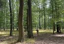 Különleges genetikai örökséget őriznek a Vértes molyhos tölgyesei. Kép: verteserdo.hu Különleges genetikai örökséget őriznek a Vértes molyhos tölgyesei. Kép: verteserdo.hu