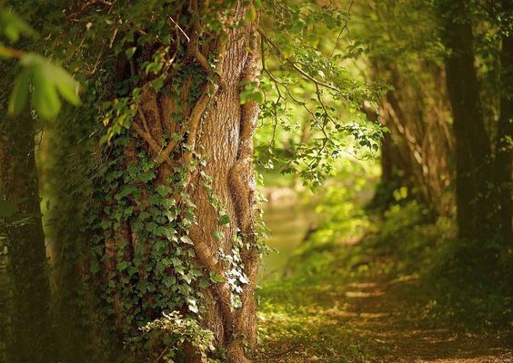 A legértékesebb, védett állami erdőkre és a Natura 2000-es területekre vonatkozó, szeptember végén lejáró fakitermelési moratórium meghosszabbítását kérik a miniszterelnöktől nyílt levélben, természetvédő szervezetek. A kép illusztráció. Kép: Pixabay A legértékesebb, védett állami erdőkre és a Natura 2000-es területekre vonatkozó, szeptember végén lejáró fakitermelési moratórium meghosszabbítását kérik a miniszterelnöktől nyílt levélben, természetvédő szervezetek. A kép illusztráció. Kép: Pixabay