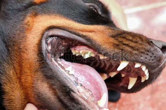 A Bks vrmegyei Pusztafldvron, kt, utcra szktt, amerikai staffordshire terrier kutya is rtmadt a gyalogos frfira, tavaly, december 4-n, dleltt, a Varjas utcban. A kp illusztrci. Kp: Shutterstock   