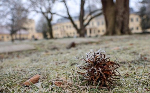 A Gyulai Almsy-kastly Ltogatkzpont Stefnia-szrnynak bltermben, kedden, holnap hallhatjk az rdekldk Prgai Adrienn mvszettrtnsz eladst. A kpen tli pillanat a kastly parkjban. Kp forrsa: Gyulai Almsy-kastly Ltogatkzpont Facebook-oldala